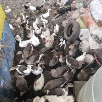 تعدادی 17عدد غاز بفروش میرسد|حیوانات مزرعه|اطاقور, |دیوار