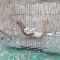 کفتر برکتی|پرنده|شیراز, حجت آباد|دیوار