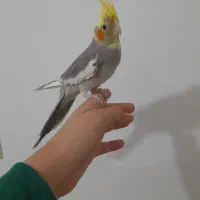 عروس جوانه دستی