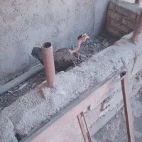 مرغ