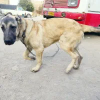 توله سرابی ۵ماه نر|سگ|چهارباغ, |دیوار