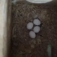 طوطی برزیلی مولد