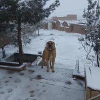 سگ نگهبان