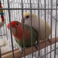 یک جفت طوطی برزیلی|پرنده|ری, عباس‌آباد|دیوار