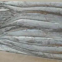 ماهی یال اسبی