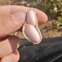 بادام زمینی گلی