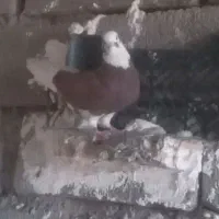 یه جفت رنگی با جوجه
