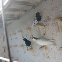 عشق بازای عزیزم رنگه بازها|پرنده|مشهد, کشف|دیوار