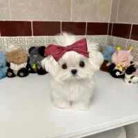 واگذازی ق ب