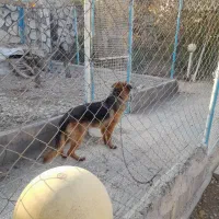 یک قلاده ژرمن. اصل باهوش|سگ|شهریار, شهریار|دیوار