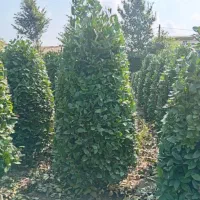 یاس هلندی