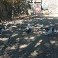 کفتر پرشی|پرنده|رامجین, |دیوار