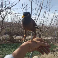 مرغ مینا گم شده اشخانه شهرک