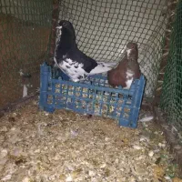 کبوتر خوش رنگ و یالی|پرنده|برازجان, |دیوار