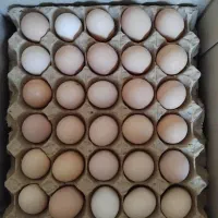 تخم مرغ|خوردنی و آشامیدنی|بندر ماهشهر, |دیوار