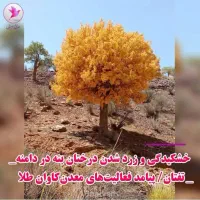 اره موتوری اجاره ای برای قطع درختان