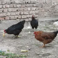 مرغ خروش مزرعه|حیوانات مزرعه|قم, شهرک امام حسن|دیوار