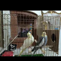 عروس هلندی نر و ماده سخنگو