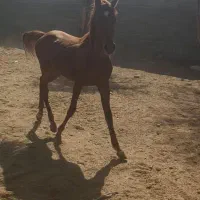 کره اسب کرد|اسب و تجهیزات اسبسواری|سیرجان, |دیوار