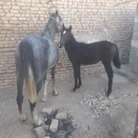 فروش اسب مادیان و کره|اسب و تجهیزات اسبسواری|آباده, |دیوار