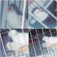 یک جفت فنج نر ماده بالق فروشی