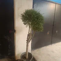 درخت مورد سه شاخه|گل و گیاه طبیعی|لاهیجان, لیالستان|دیوار