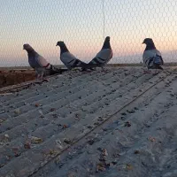 جوجه سبز رگه دار|پرنده|ساوه, |دیوار