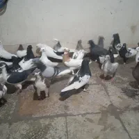 دسته رنگی هوایی