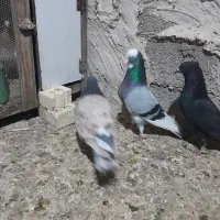 رنگی|پرنده|سوسنگرد, |دیوار