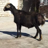 قوچ نژاد قره چال به شرت پرش