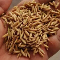 جو هاشمی حدودا ۱۵ کیلو