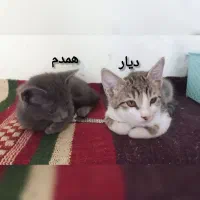 واگذاری بچه گربه خونگی