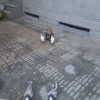 حیوان|پرنده|ازنا, |دیوار