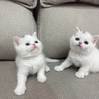 گربه بازیگوش