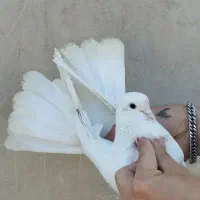 کفتر گرفتنی بلندی «نواب»