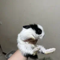 خرگوش