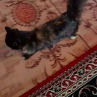 گربه پرشین ماده زیر قیمت