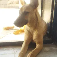 سگ مالینویز