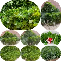 سبزی تر و تازه