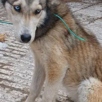 فروش هاسکی دو رگه