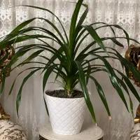 گل خانگی|گل و گیاه طبیعی|آستارا, |دیوار