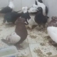 پرندگان|پرنده|خوسف, |دیوار