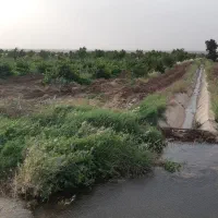 باغ پسته و بادام ۲.۵ هکتار