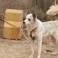 سگ هاسگی|سگ|آزادشهر, |دیوار