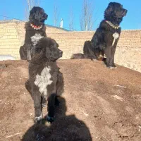 توله نر قدرجونی