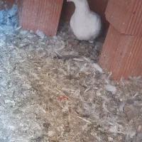 سفید عراقی نر درشت وهیکلی|پرنده|مینودشت, |دیوار