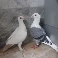 کفتر دم زرکرمانی ماده و پشت گراف کاکلی نر
