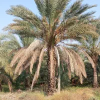 هرس درخت خرما