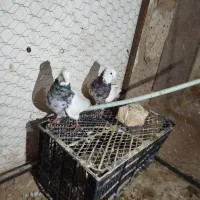 توقی|پرنده|جوین, |دیوار