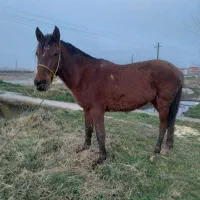 اسب‌نریان‌اخته